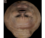 The Bitch (Monster) - Postal 2