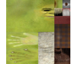 Shrek - Shrek 2