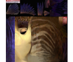 Sykes - Shark Tale