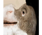 Donkey - Shrek SuperSlam