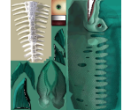 Barracuda - Shark Tale