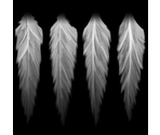 Angel - Borderlands 2