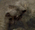 Elephant - Postal 2