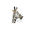 Marty - Madagascar Kartz
