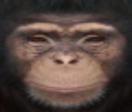 Chimpanzee - Cell to Singularity - Evolution Never Ends