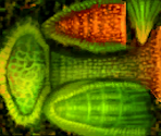 Venus Foxtrap - Star Fox Adventures