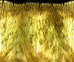 White GrubTub Fungus - Star Fox Adventures