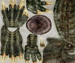 Hunter - Resident Evil: The Umbrella Chronicles