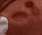 Rudolph - Rudolph the Red-Nosed Reindeer