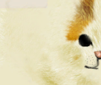 Turkish Van - Purr Pals