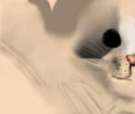 Sphynx - Purr Pals