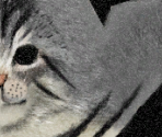 American Bobtail - Purr Pals