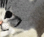 American Wirehair - Purr Pals