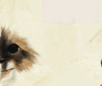 Birman - Purr Pals