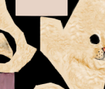 Selkirk Rex - Purr Pals