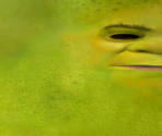 Shrek - Shrek 2: Team Action