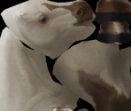 Horse Coats - Alicia Online 2.0