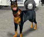 Killer (Doberman) - Dog's Life