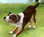 Collie - Dog's Life