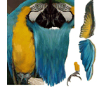Parrot - Dog's Life