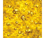 Gold Rush - Disney's Party