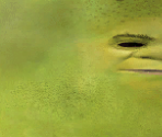 Shrek - Shrek 2