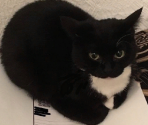 Maxwell - Drifting With Maxwell Cat: The Game