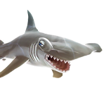 Hammerhead Shark - Hungry Shark Evolution