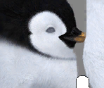 Young Penguin - Happy Feet