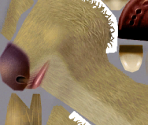 Sid - Ice Age 2: The Meltdown