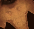 Ellie - Ice Age: Continental Drift – Arctic Games