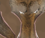 Scrat - Ice Age: Continental Drift – Arctic Games