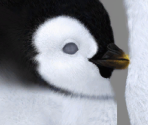 Mumble (Young) - Happy Feet