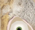 Scrat - Ice Age: Continental Drift – Arctic Games