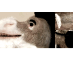 Donkey - Shrek 2