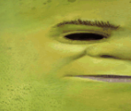 Shrek - Shrek's Carnival Craze