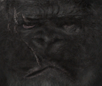 King Kong - Peter Jackson's King Kong: The Official Game of the Movie - Gamers Edition