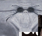 Dr. Finklestien - The Nightmare Before Christmas: Oogie's Revenge