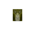 Reptile - Mortal Kombat 4
