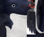 Nestor - Happy Feet