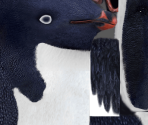 Raul - Happy Feet