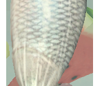 Fish - Influent