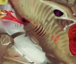 Tiger Shark (Enemy) - Hungry Shark World