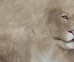Lioness - Tony Hawk's Pro Skater 4