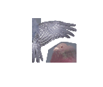 Pigeon - Tony Hawk's Pro Skater 4
