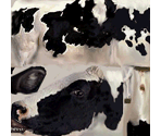 Cow - Tony Hawk's Pro Skater 4