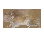 Rat - Tony Hawk's Pro Skater 4
