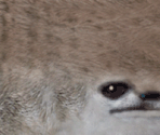 Meerkat - Tony Hawk's Pro Skater 4
