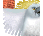 Cockatoo - Tony Hawk's Pro Skater 4