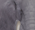 Elephant - Tony Hawk's Pro Skater 4